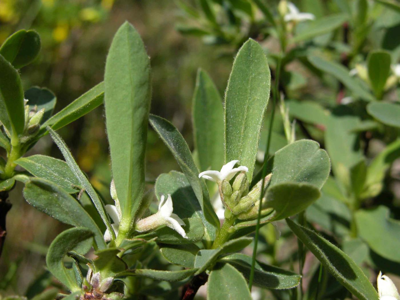 Mezereon, Alpine leaf